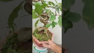 lộc vừng hoa đỏ #bonsai #bonsaitihon #caybonsai #bonsaitree #locvungbonsai #locvung