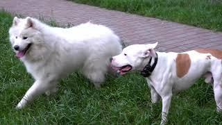 Собакам весело. Питбуль и Самоед. Dogs fun. Pitbull and Samoyed.