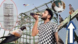 گھر سے کبوتر باہر نکال دیے - Apna Shok apni pachan - Nasir pigeon club