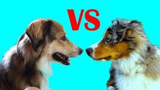 English Shepherd Dog vs Australian Shepherd | What's the difference?