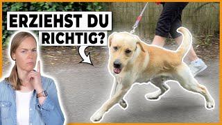 Hund Geduld beibringen I Kleine Tipps - große Wirkung