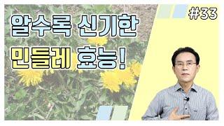 33. 민들레 효능과 먹는 방법! 민들레 김치부터 민들레 국수까지?