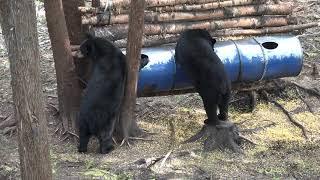 HOW TO IDENTIFY A BLACK BEAR | SOW OR BOAR?