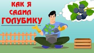 Посадка голубики в деревянный короб, закопанный в грунт. Личный опыт.