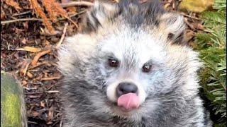 RACCOON DOGS EXIST AND THEY’RE AWESOME