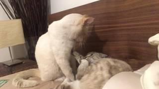 "i'm going to smack you in the face now" cat smacks other cat in the face