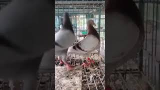 Mili racer pigeon in bangladesh | #Shorts