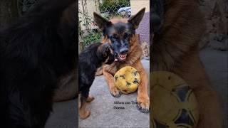 Papa Alf is angry! German Shepherd Odessa 2025