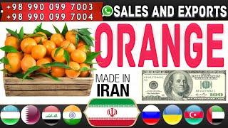  Oranges and Tangerines: Buy and exports of Iranian oranges ،tangerines to all parts of the world