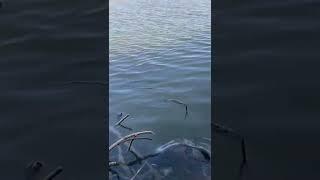 чисто на удочку#рыбалка#хобби
