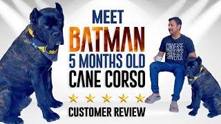 Meet Batman A Cane Corso: Customer Review: Sri Sai Pet World: Black Panther