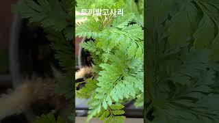 더그린가든센터 토끼발고사리