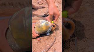 feeder hook#silver catch#fishing #big size fish#biggamehunting #villagelife #asianwildlifeconserva