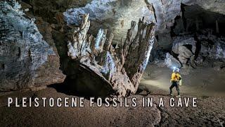 Pleistocene Fossils discovered deep in a cave