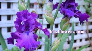 Iris Flower Tour