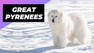 Great Pyrenees  One Of The Best Cold-Weather Dog Breeds #shorts