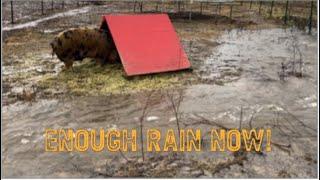 The Rise of Rain at the Farm (vlog 79)