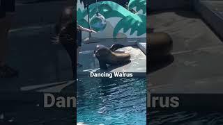 Dancing Walrus  #shorts #dance #walrus #walrusrider #animals #adorable #adventure #zoo #cute