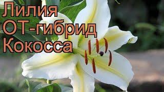 Лилия от-гибрид Кокосса (lilium ot-hybrid cocossa)  обзор: как сажать, луковицы лилии Кокосса