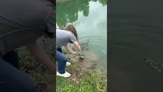 Nephew releases Flathead catfish. #kentucky #flathead #flatheadcatfish #catfish #catfishing