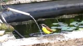 Kiskadee bird, drinking water