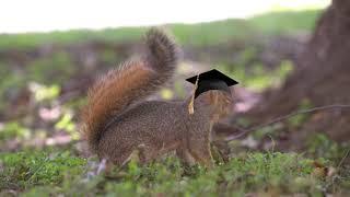 The Magical World of Texas State Squirrels