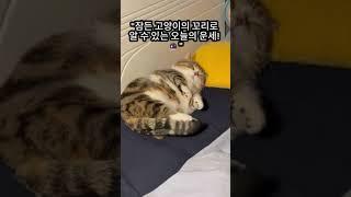 "잠든 고양이의 꼬리로 알 수 있는 오늘의 운세!" #고양이 #귀여운고양이 #오늘의운세 #애완동물 #쇼츠