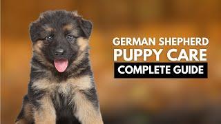 German Shepherd Puppy Care: A Complete Guide for New Owners