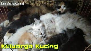 Dua Keluarga Kucing