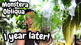  Monstera Obliqua Wet Stick Propagations | 1 YEAR LATER with UPDATES 