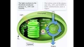 Increasing carbon dioxide levels affect plant growth