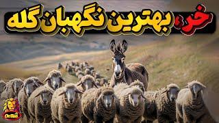 خرها در گذر تاریخ، آیا خر ها از هزاران سال سختی و مشقت رهایی پیدا کرده اند