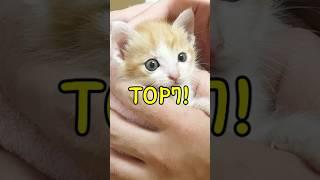 털적게 빠지는 고양이 TOP7