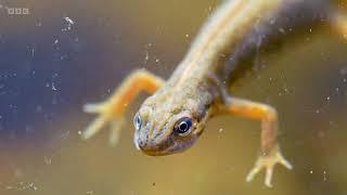 Smooth Newts on Springwatch (2022)