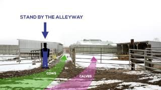 Efficient and Novel Method for Sorting Cow-Calf Pairs