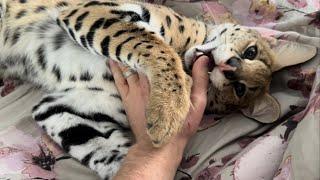 Petting a Sleepy Serval