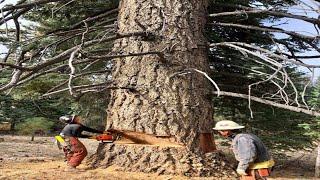 Cutting 35-meters Poplar Tree Down with STIHL Chainsaw so Dangerous - Fastest Felling Tree Skills