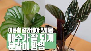 칼라데아 분갈이 방법/ 칼라데아 분갈이흙/칼라데아 잎마름 일때 배수 잘되는 분갈이 하기/관엽식물 분갈이법 How to Grow Calathea