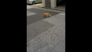 Stalk Cat