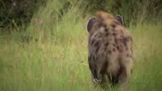 Spotted hyena as she was following the leopard  with 6 black backed jackals