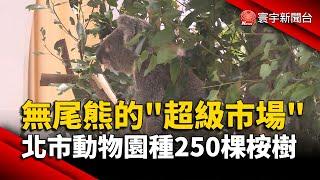 無尾熊的「超級市場」北市動物園種250棵尤加利樹｜#寰宇新聞@globalnewstw