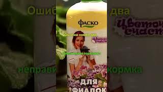 Устранив эти 3 ошибки в уходе, ваши фиалки зацветут шапкой