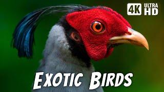 Most Exotic Birds on Earth | Relaxing Bird Chirp | Breathtaking Nature | Stress Relief Sounds