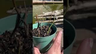 Propagating a Mini Rose Bush Pt 2