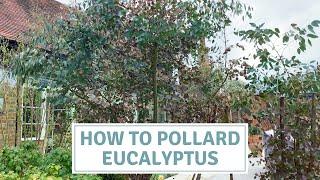 How To Pollard Eucalyptus / Pruning Eucalyptus