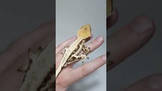 Jumpy LW Crested Gecko