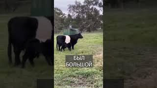 Корова родила свою полную КОПИЮ: Это надо видеть