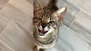 Sweet Savannah Cat Zara Meowing And Purring! Cuteness Overload #cats #cute