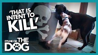 Newly Adopted Labrador is Attacked Every Day | It's Me or the Dog