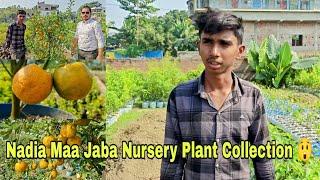 Nadia Maa Jaba Nursery Plants Collection  // Full Tour 2024// #mini_gardener